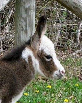 Critter Haven Farm Miniature Donkeys